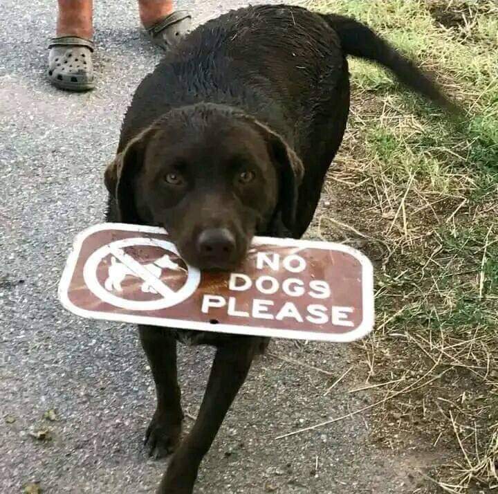 no-dogs.jpg